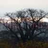 Affenbrotbaum mit Blick auf den Kariba-Stausee